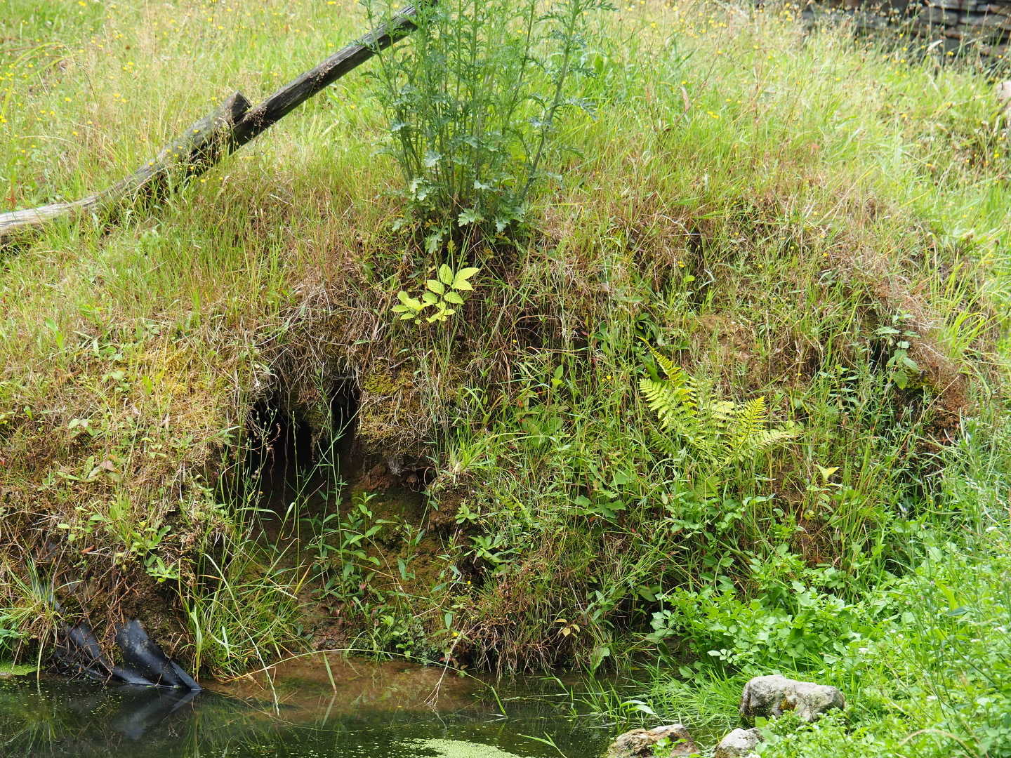 Possible North American beaver den, 2019-07-21