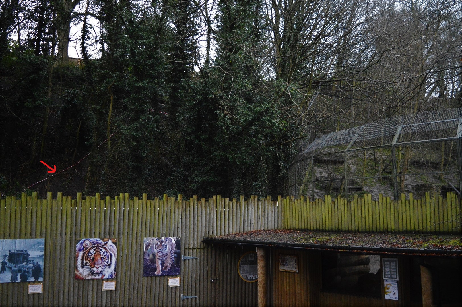 Possible outline of future tiger extension?