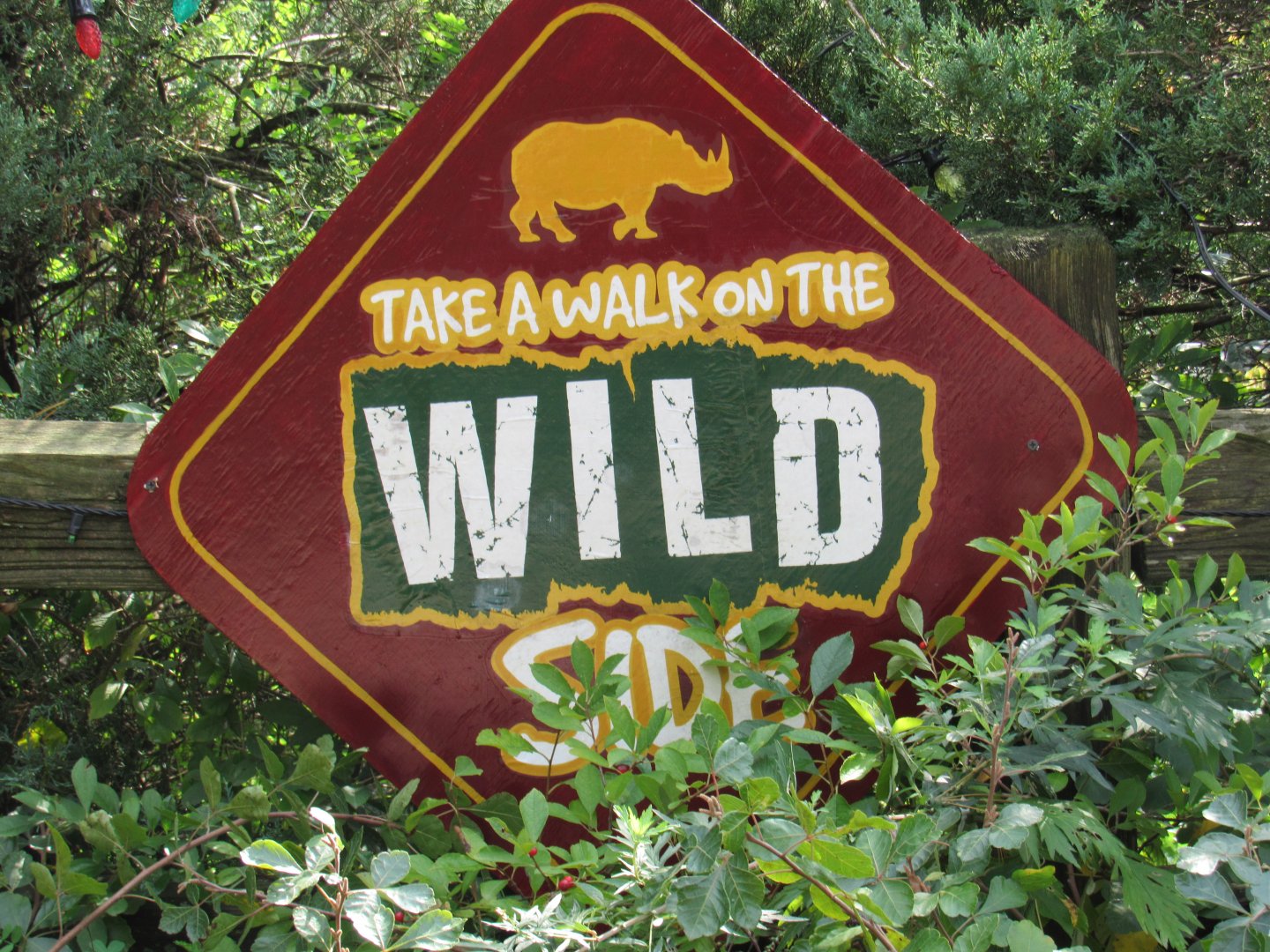 Possible Pride of Africa Teaser Sign