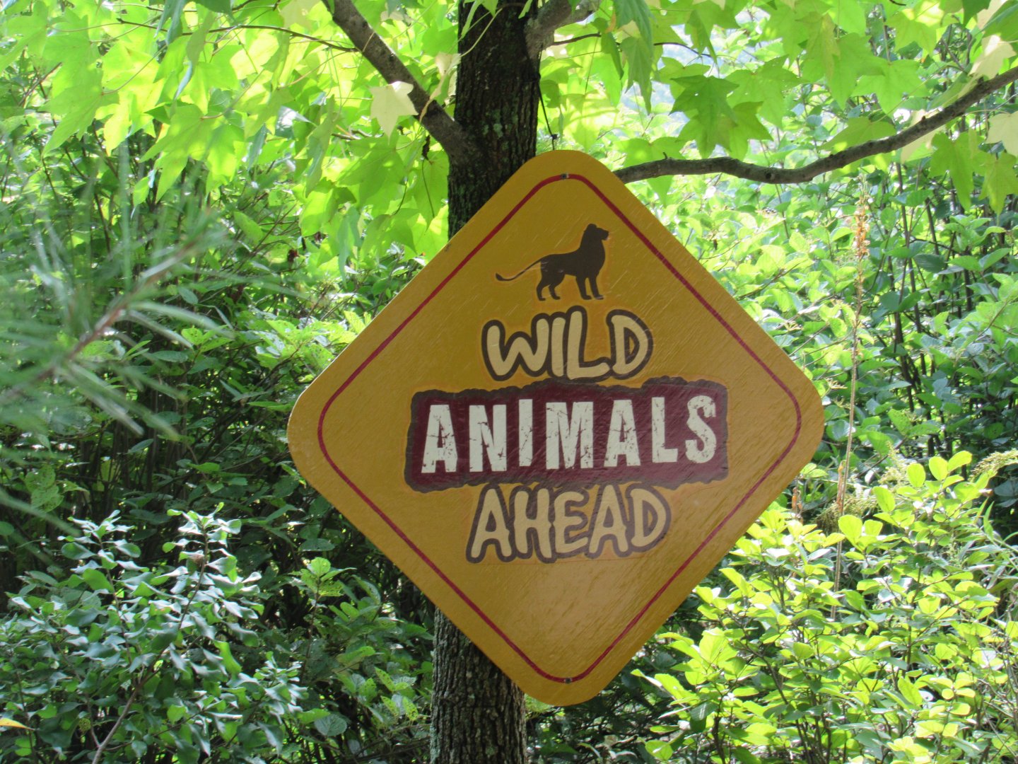 Possible Pride of Africa Teaser Sign