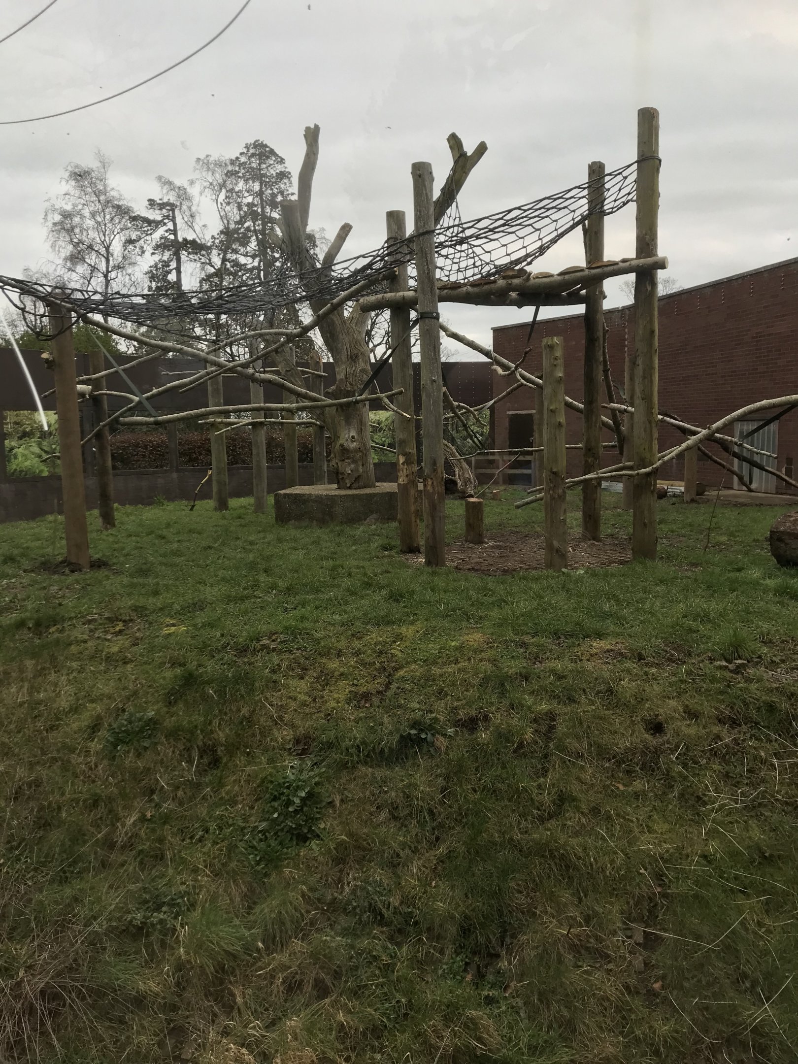 Possible second bonobo exhibit