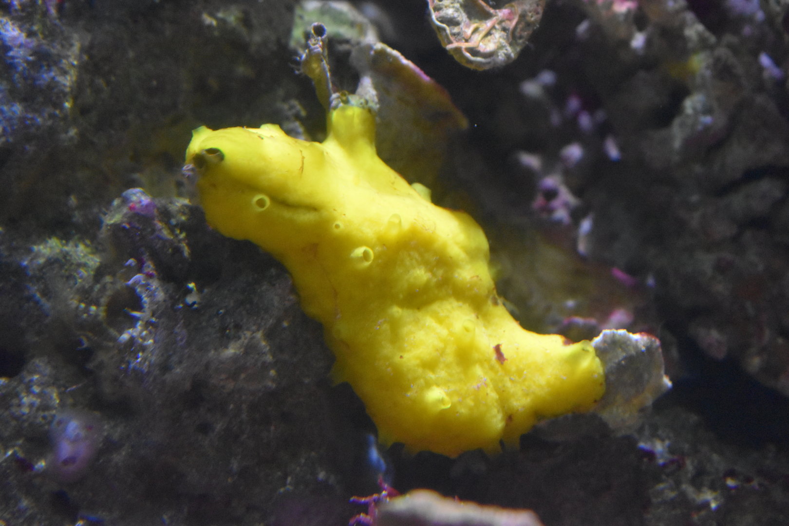 Possible sponge? (Henry Doorly Zoo)