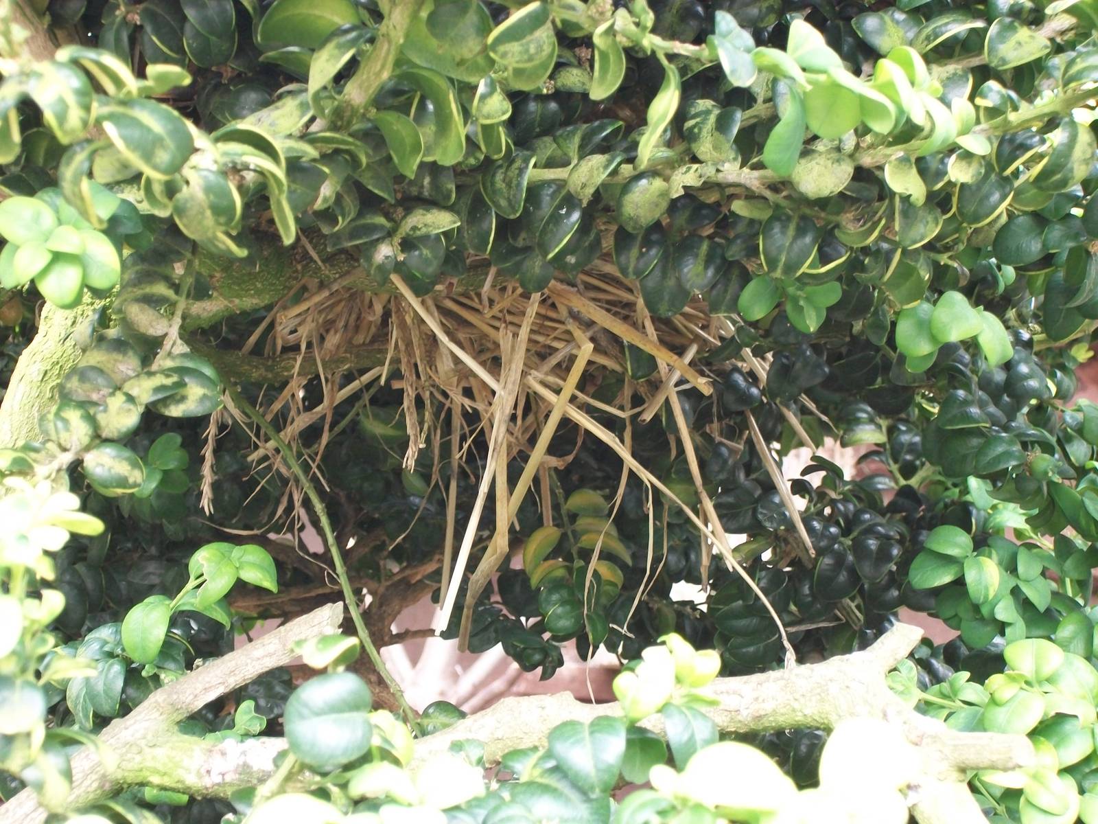 Possibly a Star Finch nest, 28th June 2014