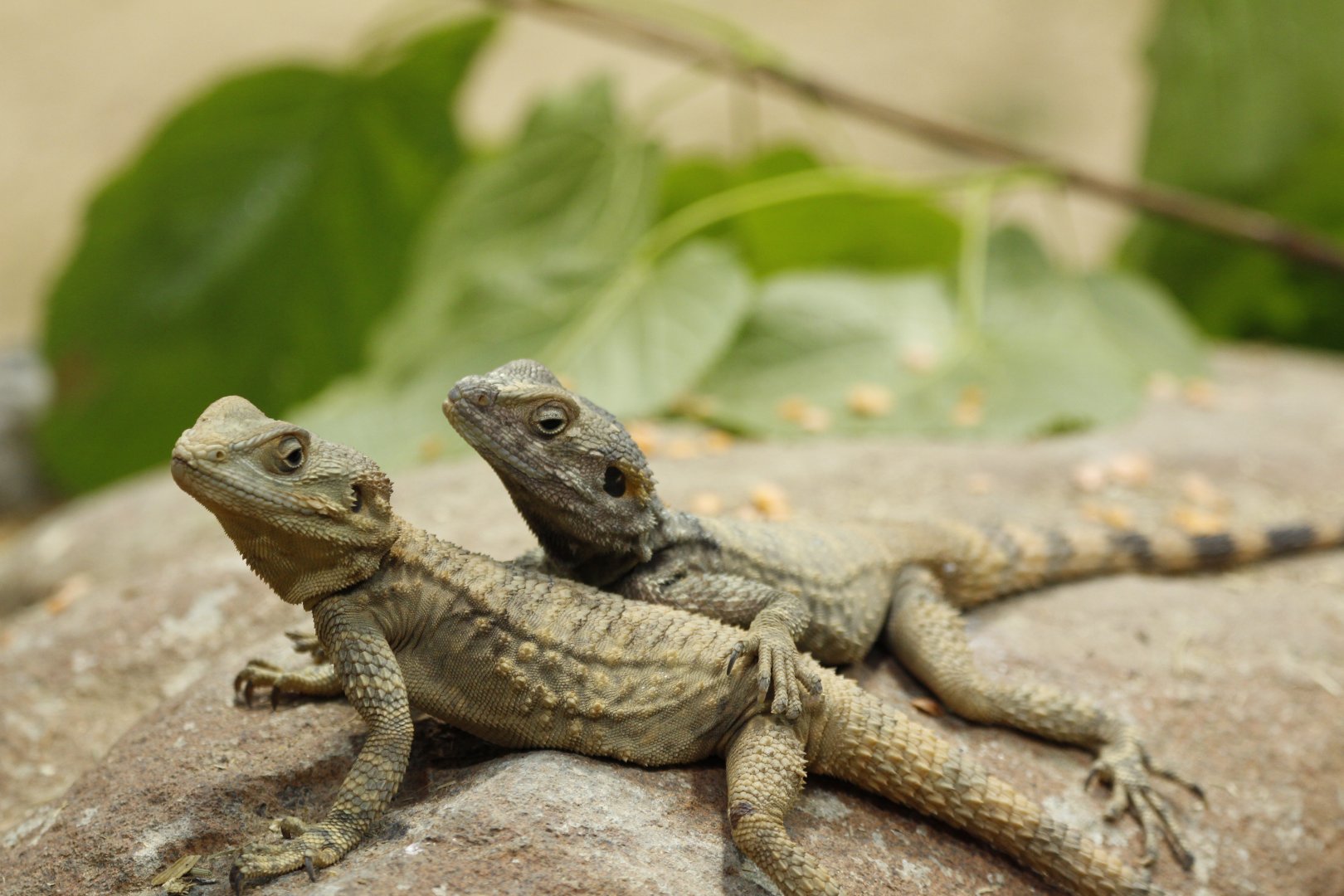 Possibly a Starred Agama lizard?