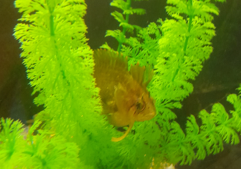 Possibly Crested Weedfish? Seen at Seahorse World