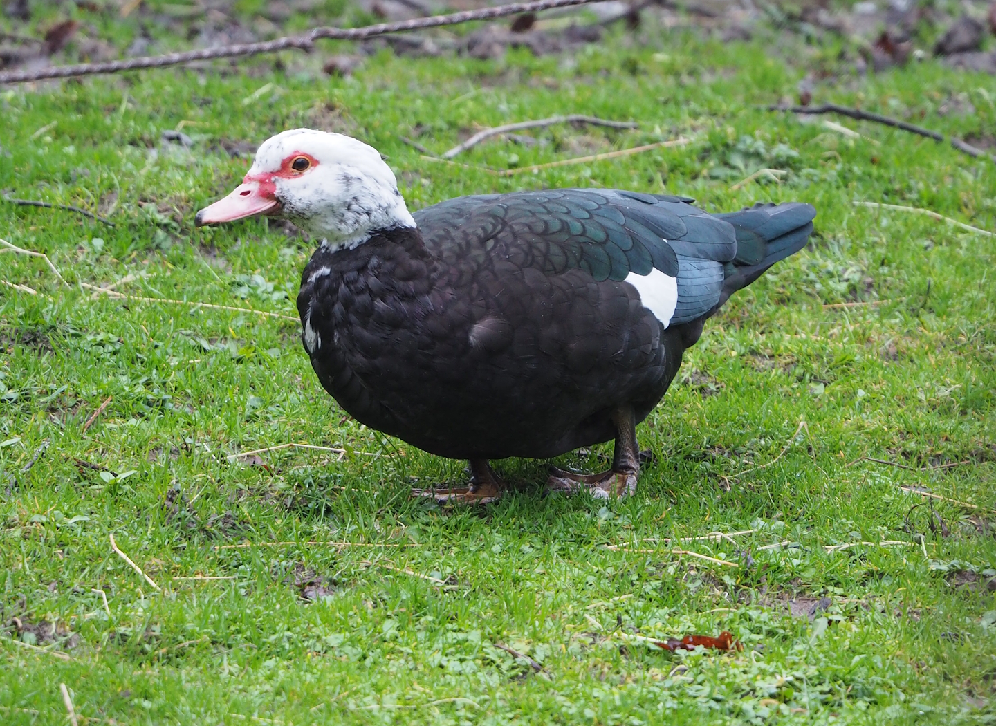Possibly feral Muscovy duck (Cairina moschata domestica), 2024-01-01