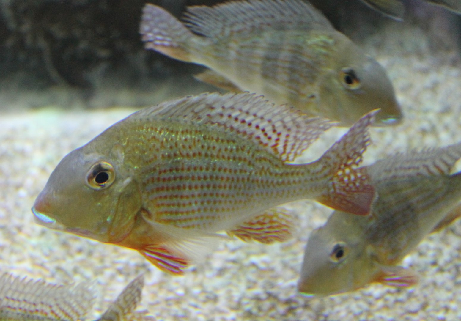 Possibly Geophagus surinamensis.