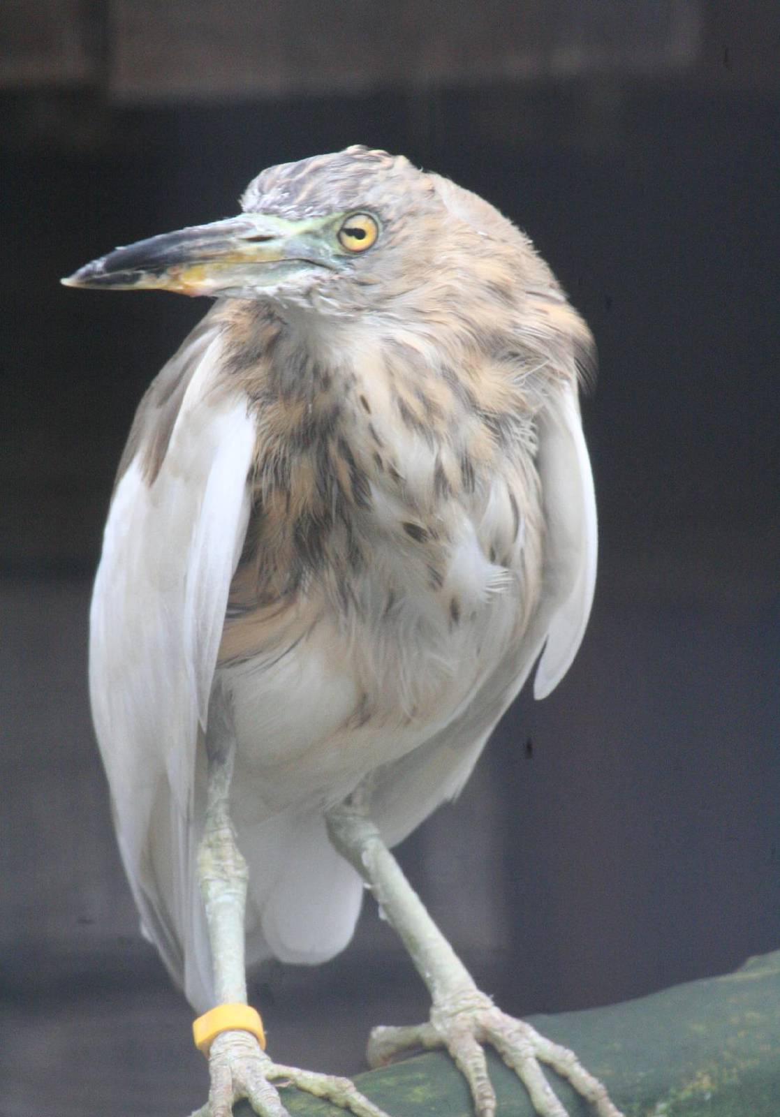 possibly Javan pond heron