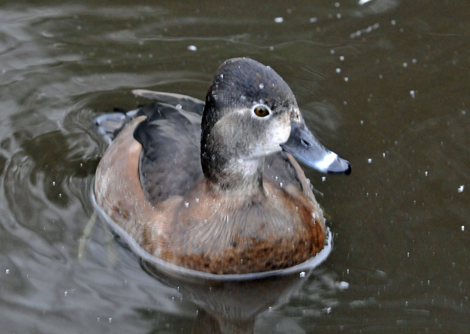 possibly same species but would like id please?