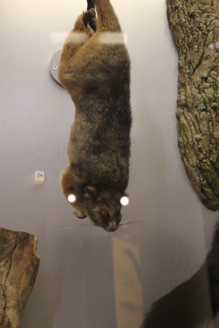 Possum id, National Museum Scotland