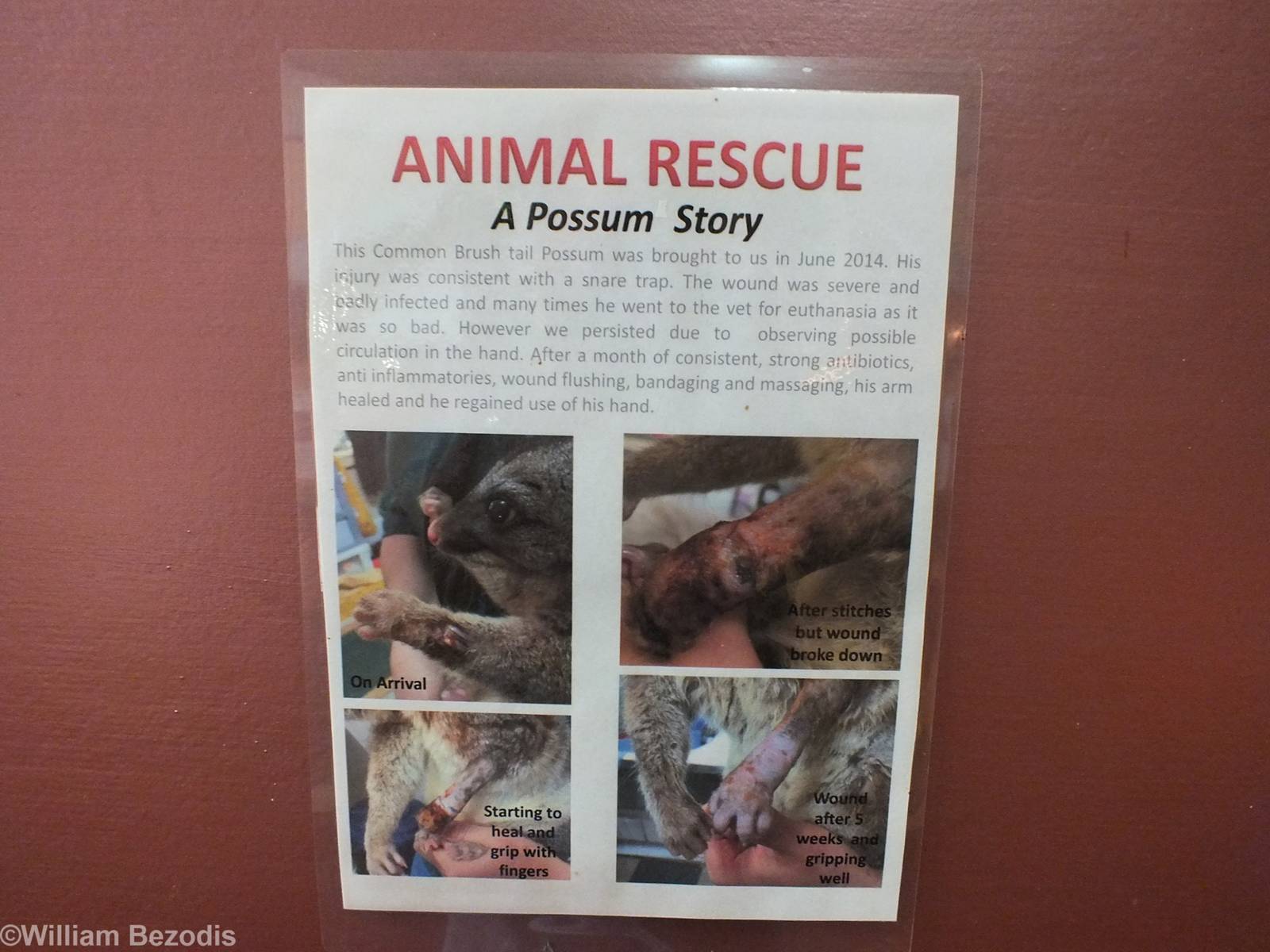 Possum Rescue Sign