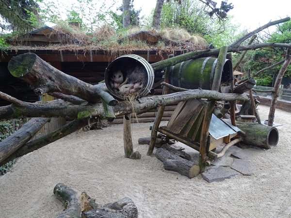 Possum / spotted skunk / tree porcupine enclosure