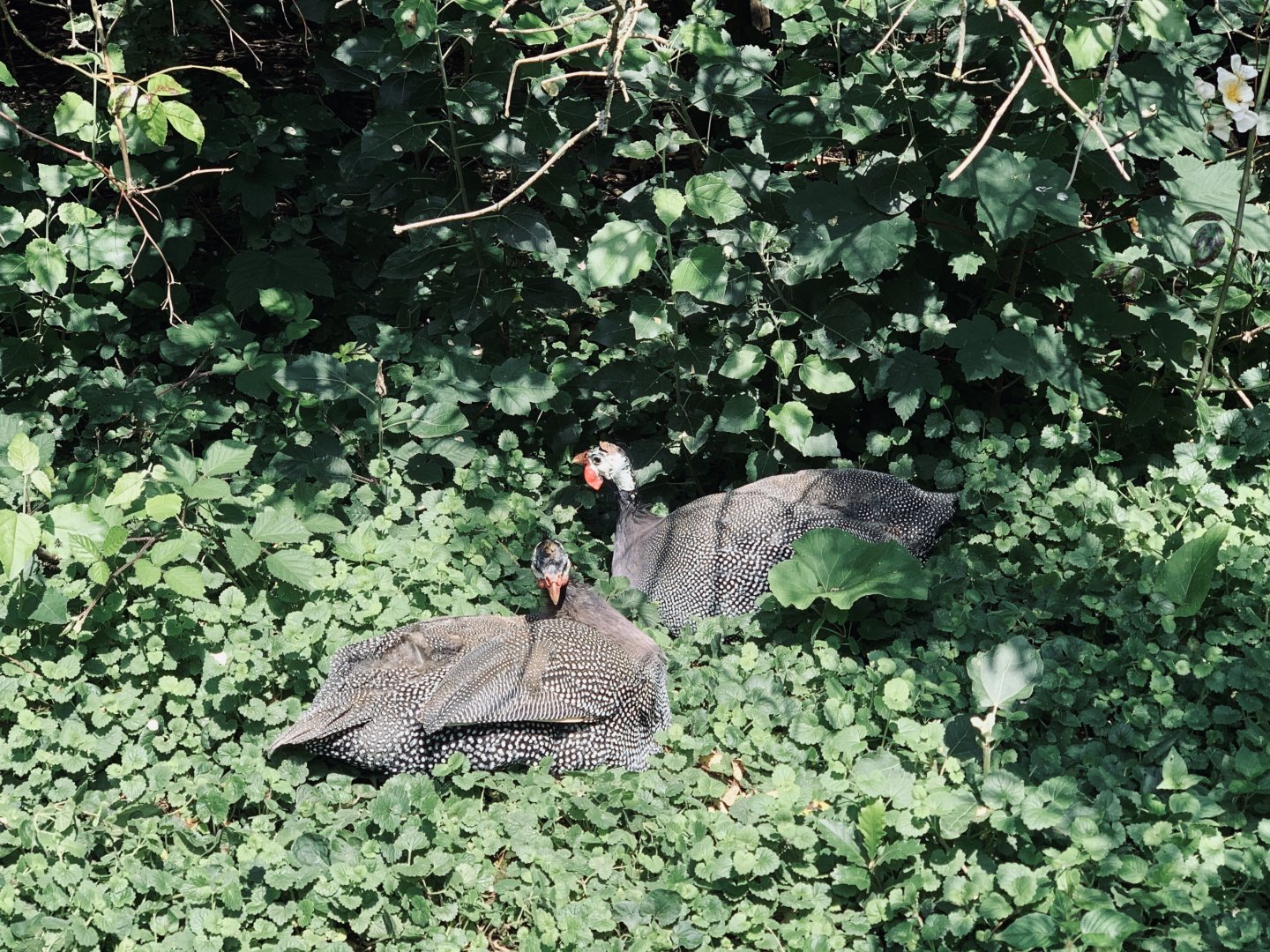 Post Lockdown Visit - 20/6/2020