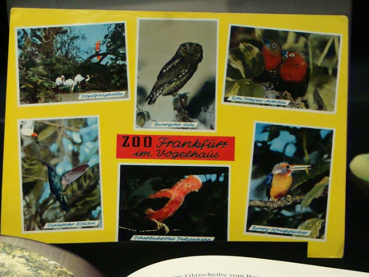 Postcard from the zoo