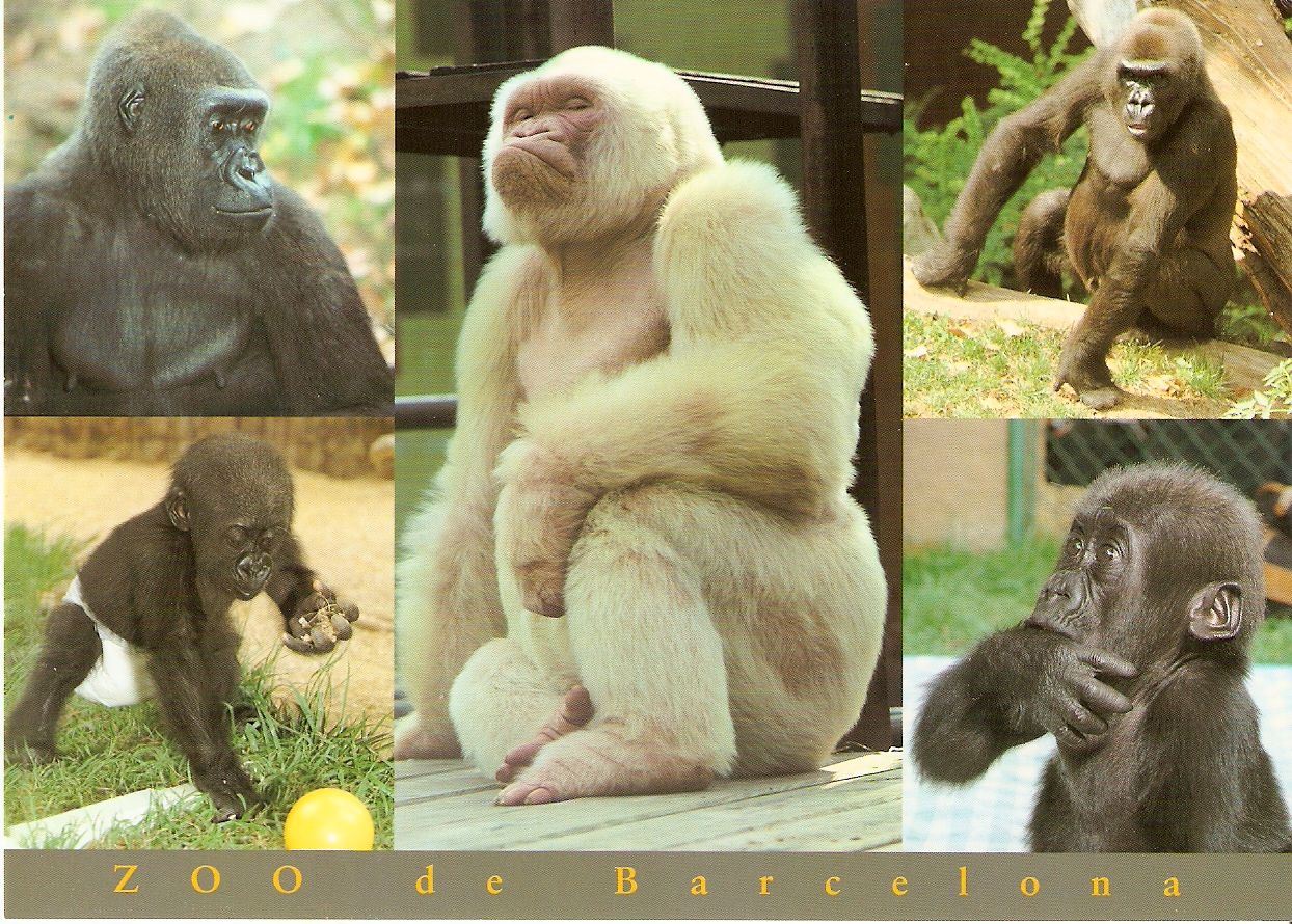 Postcard of Gorillas at Barcelona Zoo