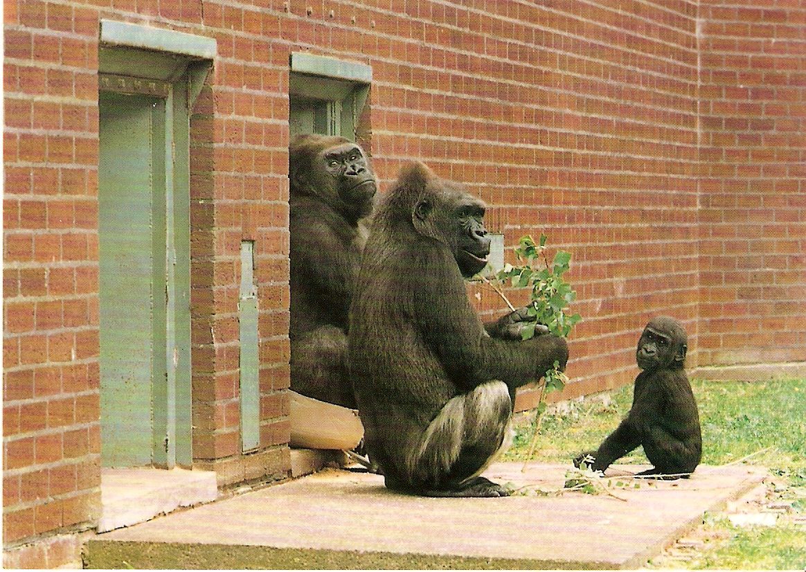 Postcard of gorillas at Twycross Zoo