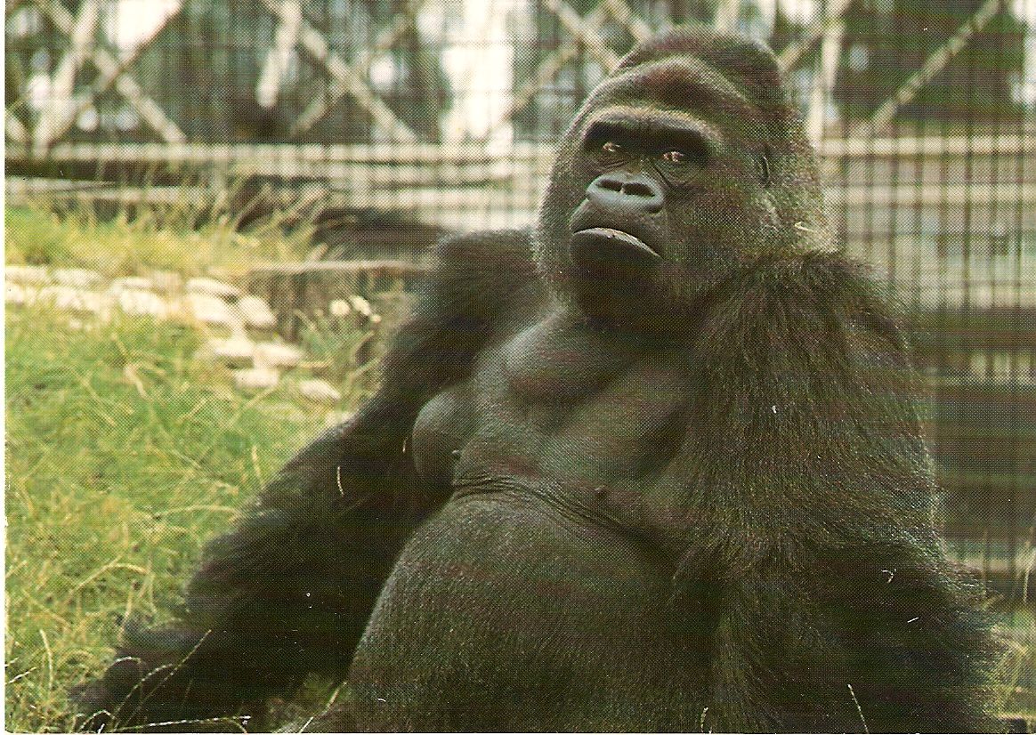 Postcard of Guy the gorilla at London Zoo