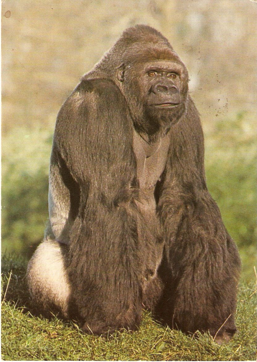 Postcard of Jambo the gorilla at Jersey Zoo