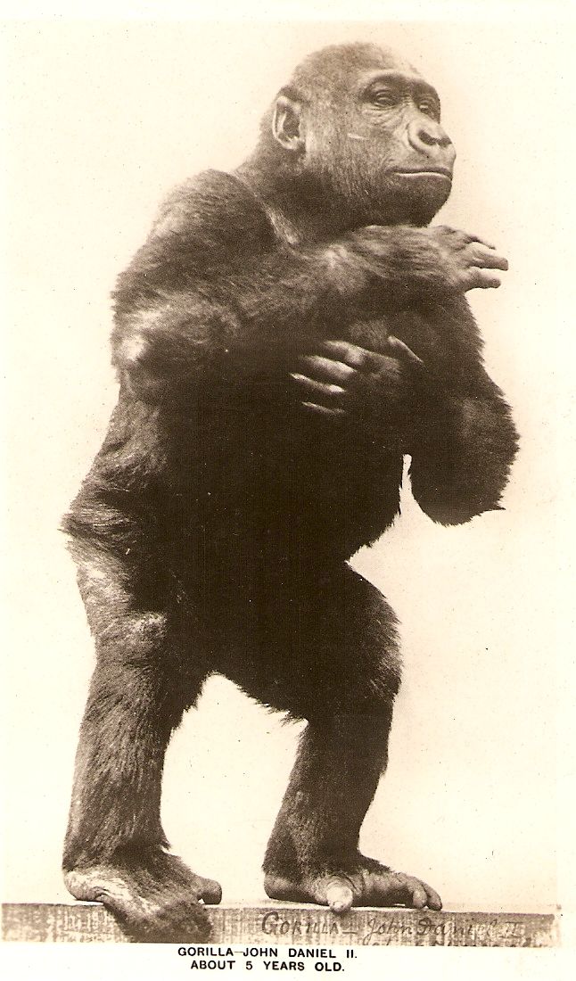 Postcard of John Daniel II, the gorilla who was privately owned in the 1920
