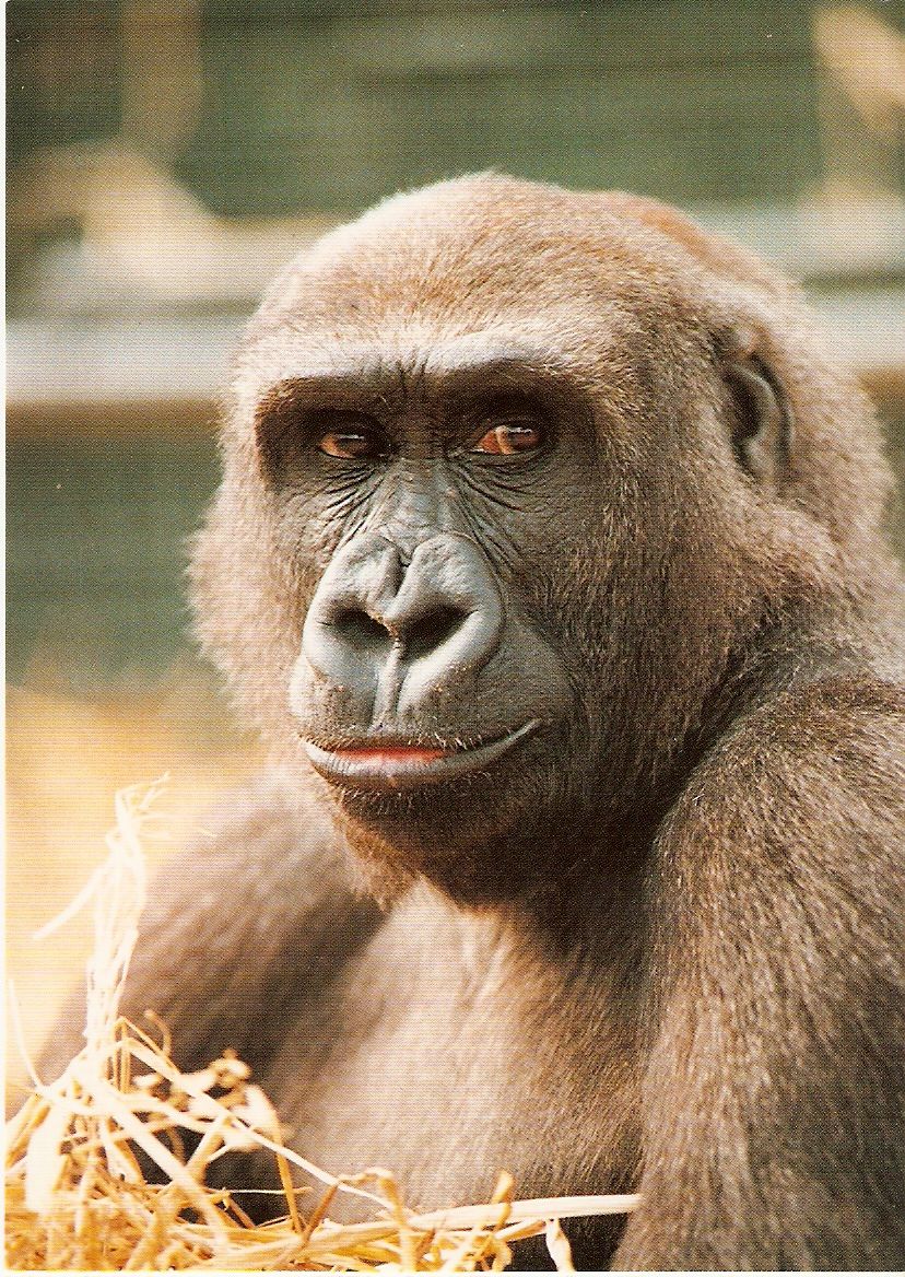 Postcard of Kouillou the gorilla at Howletts Wild Animal Park