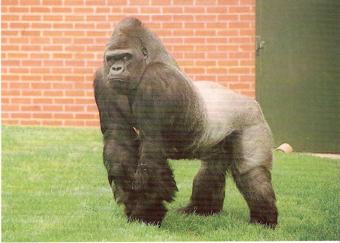 Postcard of Mamfe the gorilla at Twycross Zoo