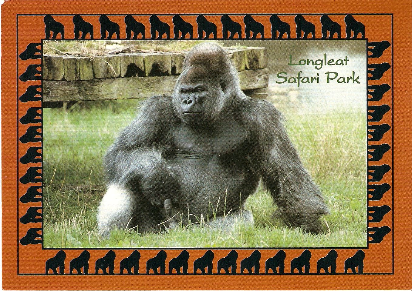 Postcard of Nico the gorilla at Longleat Safari Park