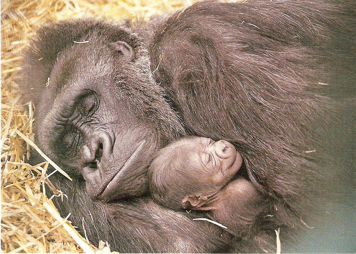 Postcard of Shamba and Ambam the gorillas at Howletts Wild Animal Park