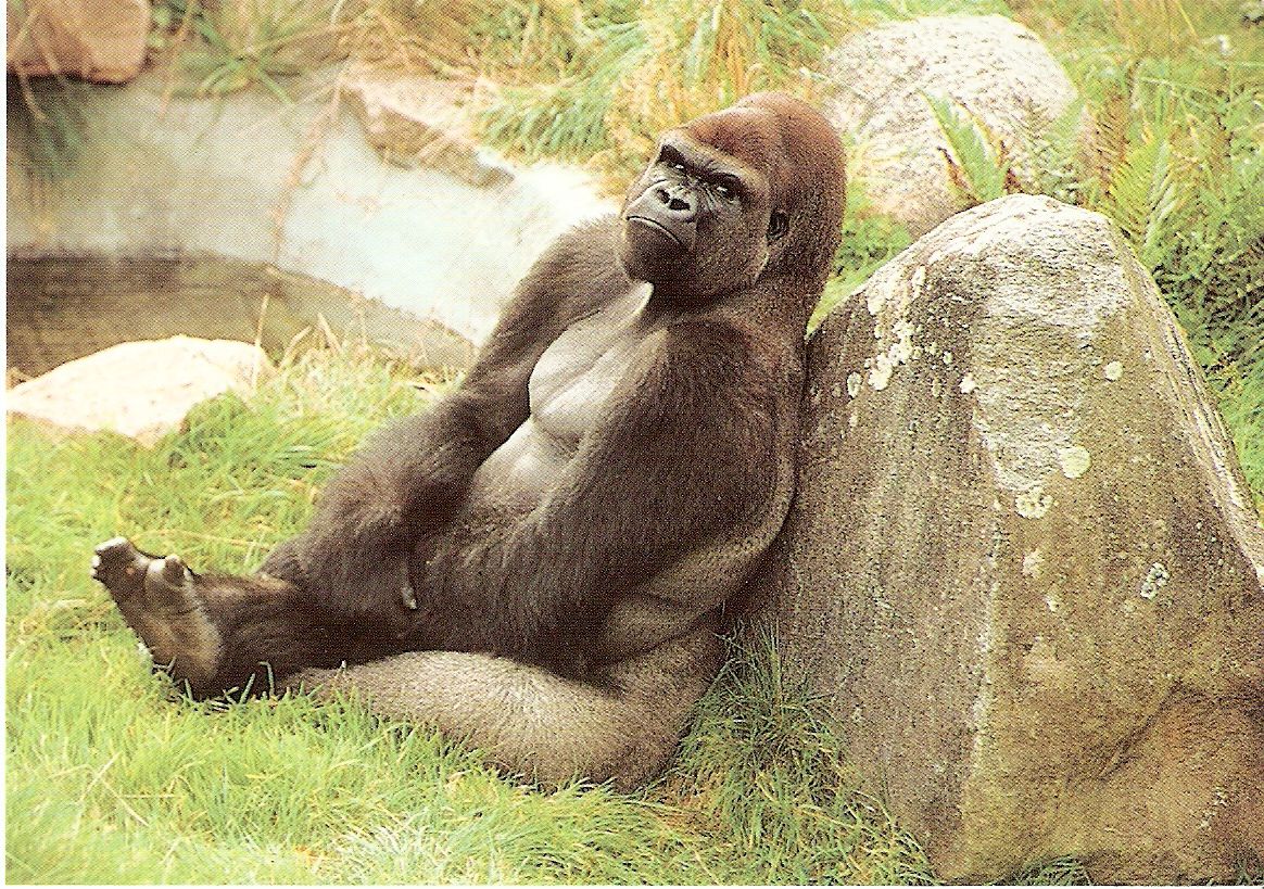 Postcard of Ya Kwanza the gorilla at Jersey Zoo