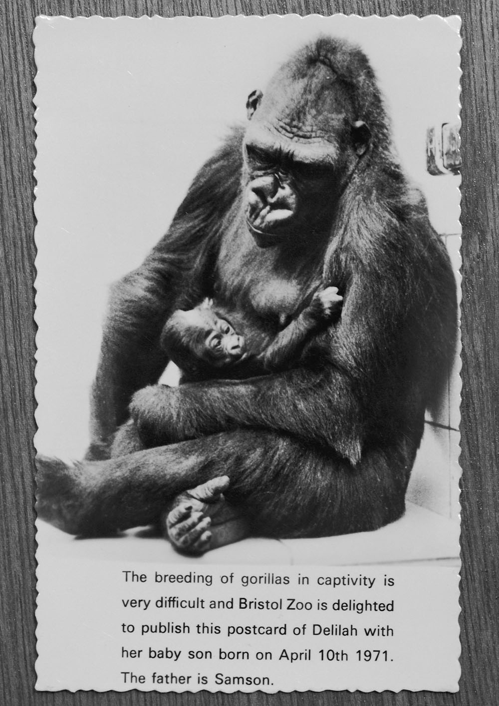 Postcard showing Daniel & Delilah