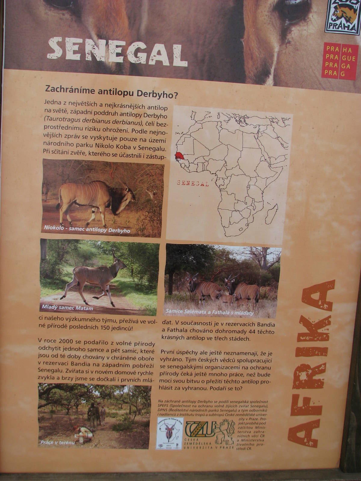 Poster about Derby Eland @ Prague zoo