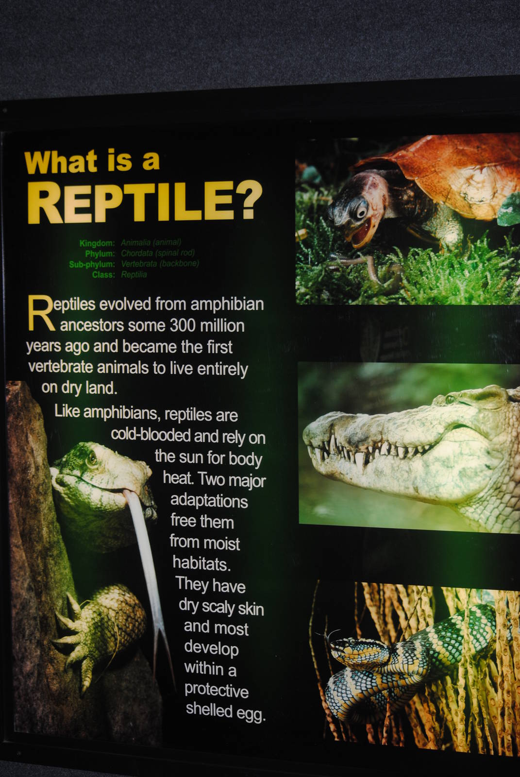 Poster in the Main Gallery