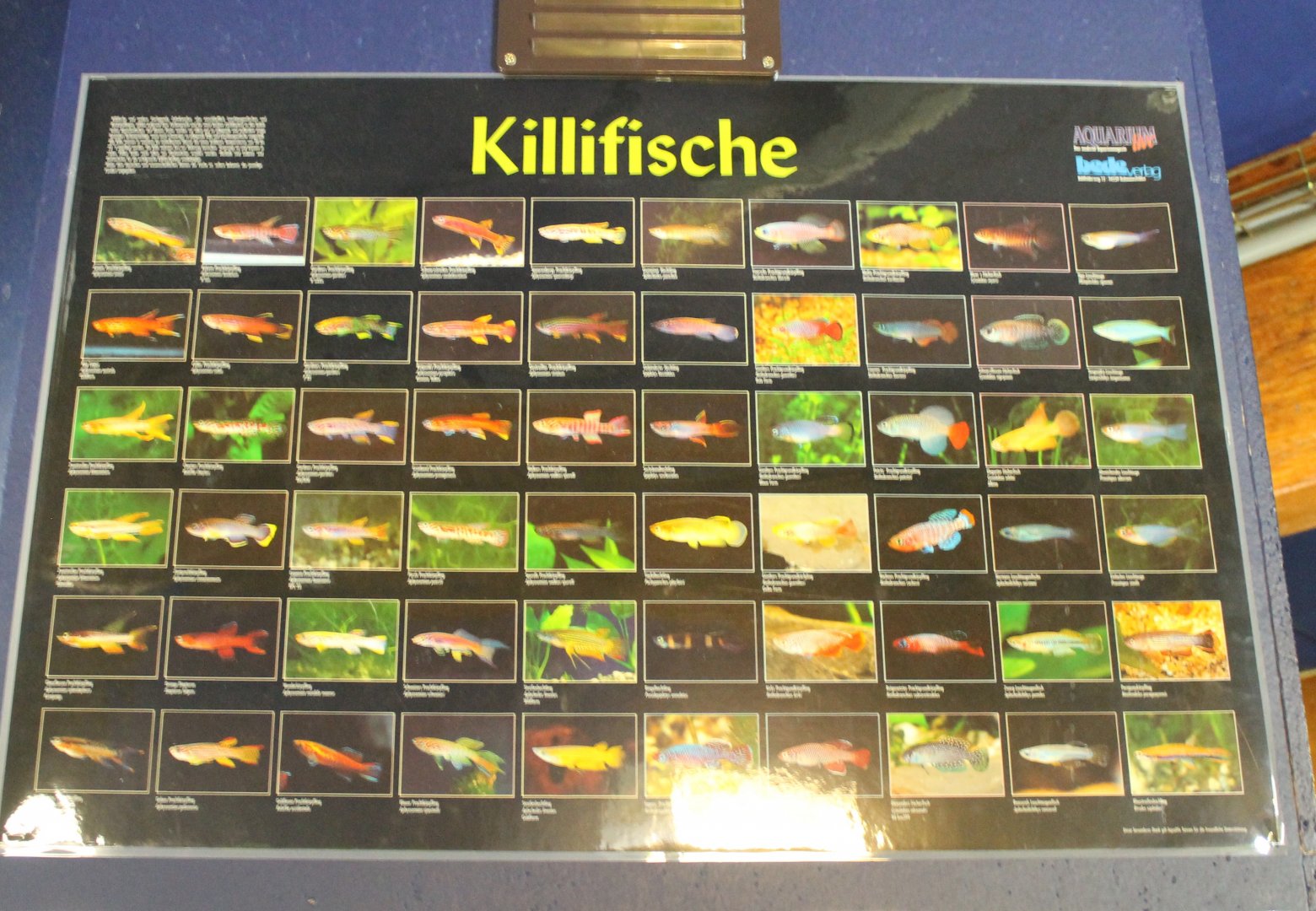 Poster Killifishes