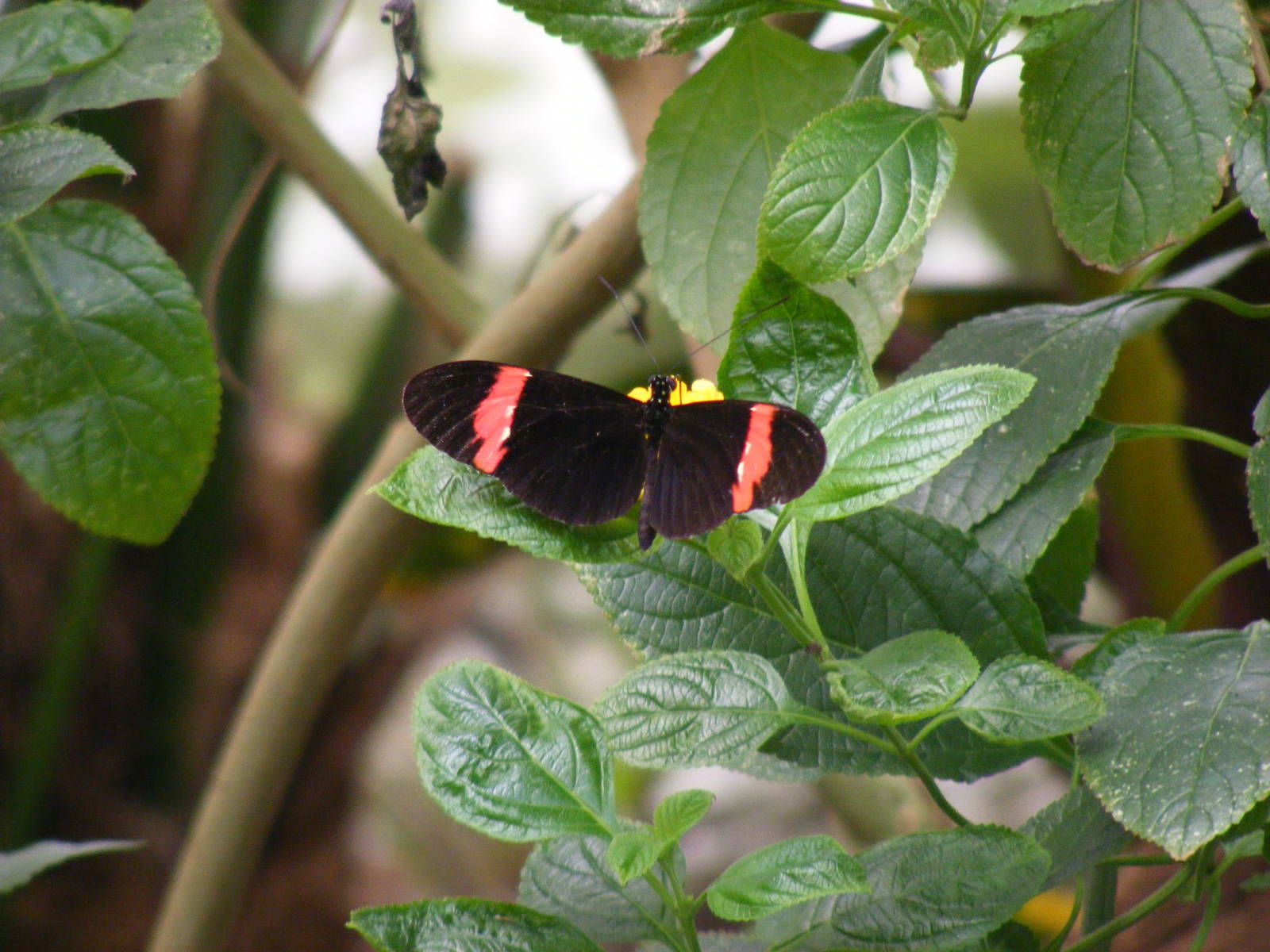 Postman butterfly at Bristol Zoo, 1 August 2010