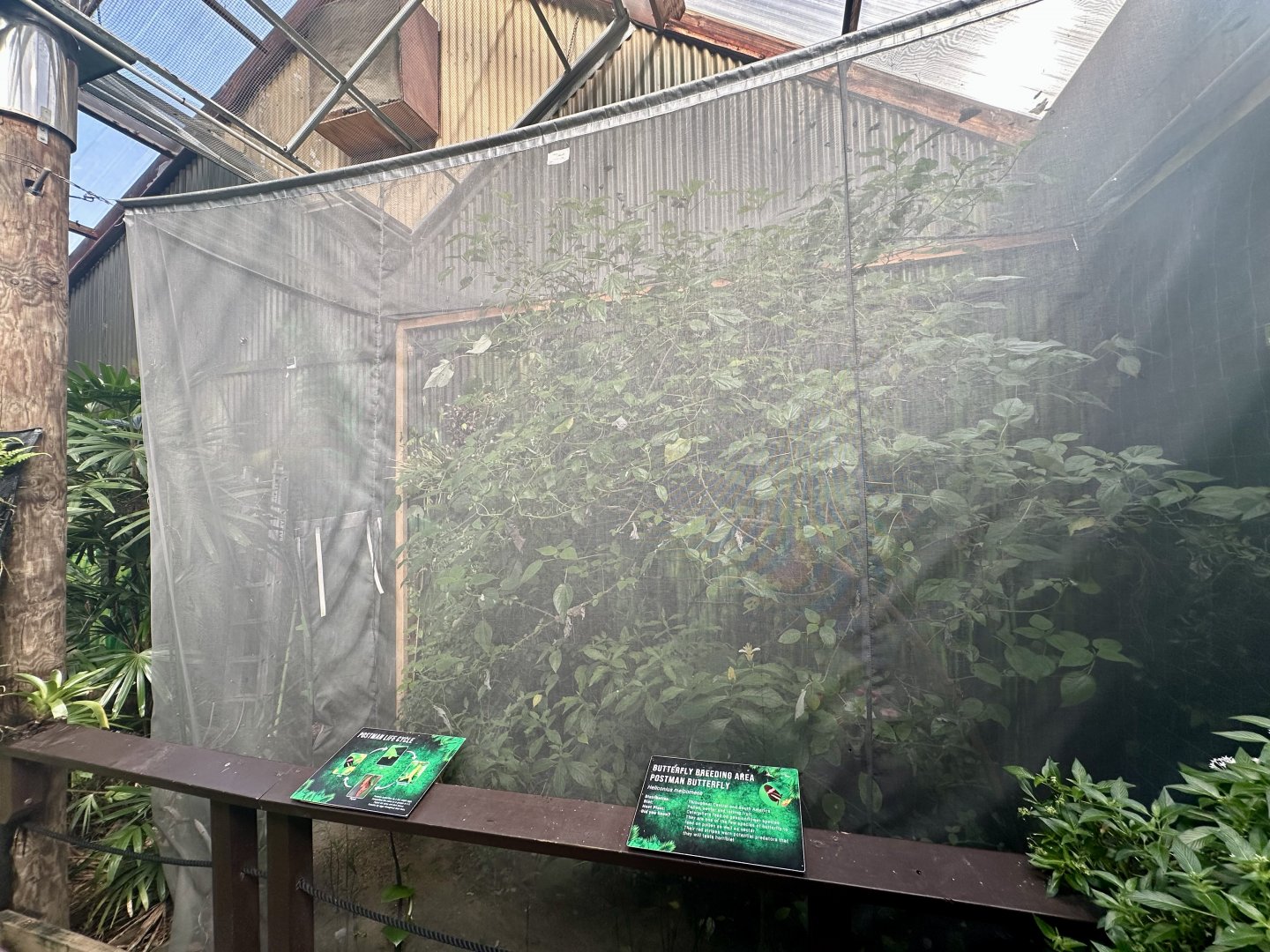 Postman Butterfly Breeding Aviary