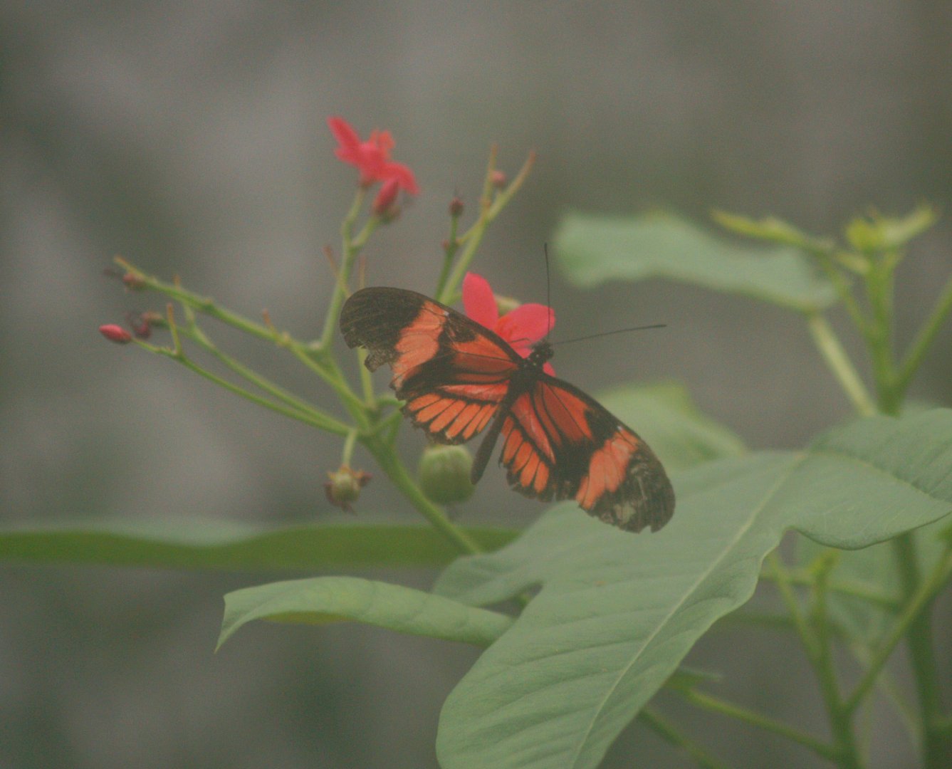 Postman butterfly (Heliconius melpomene), 2008-03-01