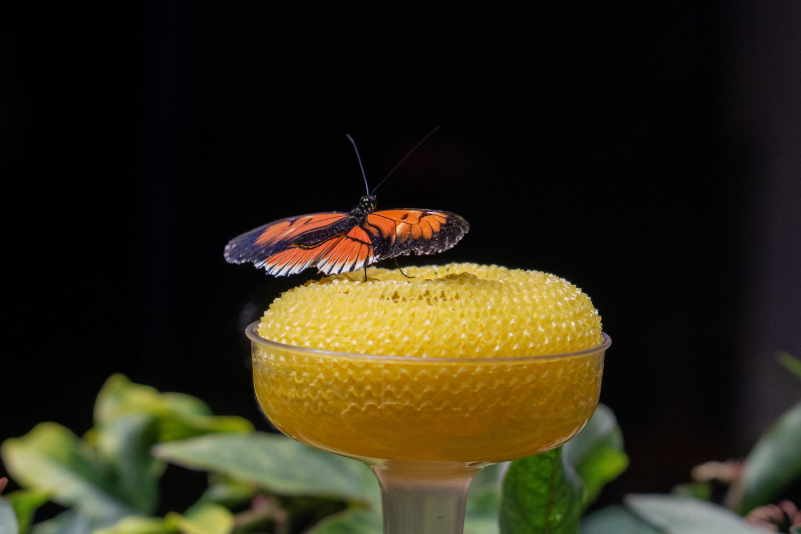 Postman Butterfly (Heliconius melpomene)