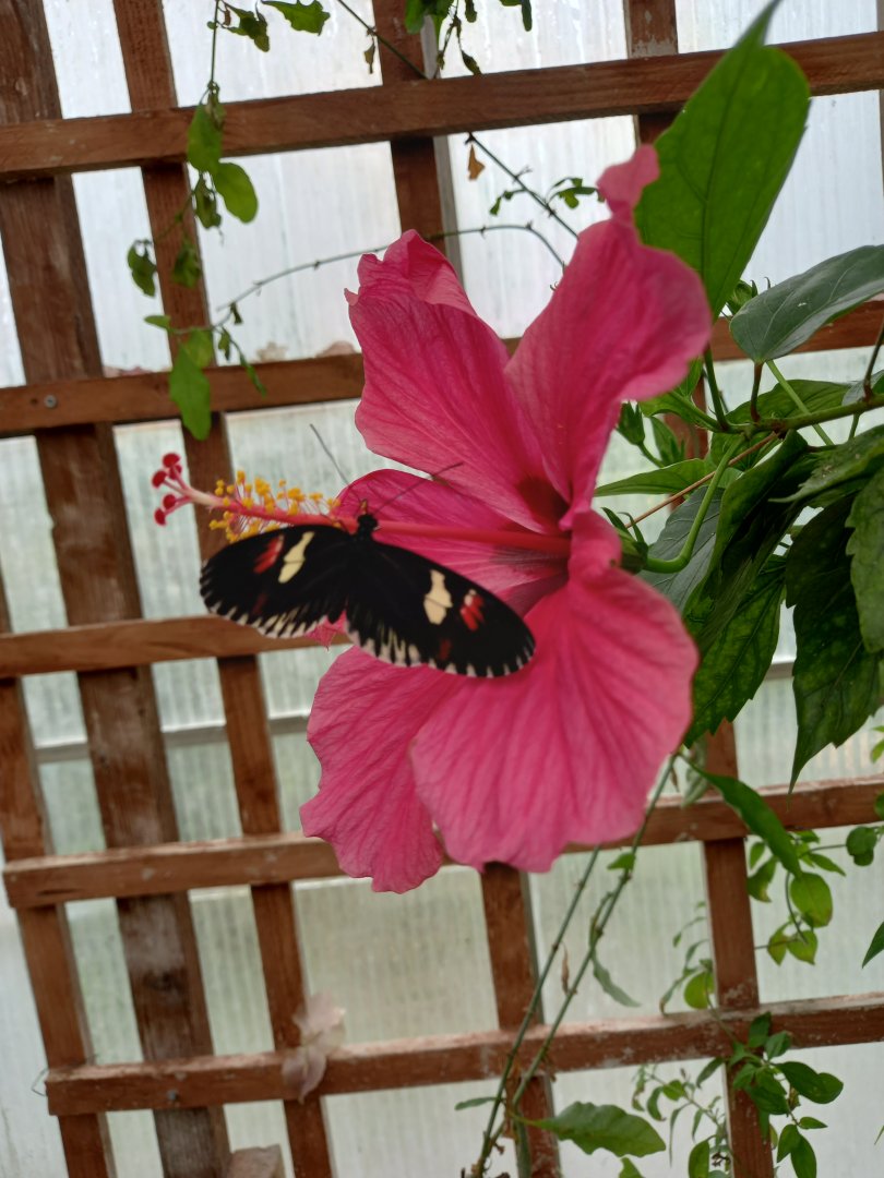Postman Butterfly? - Lakeland Wildlife Oasis, Milnthorpe, UK