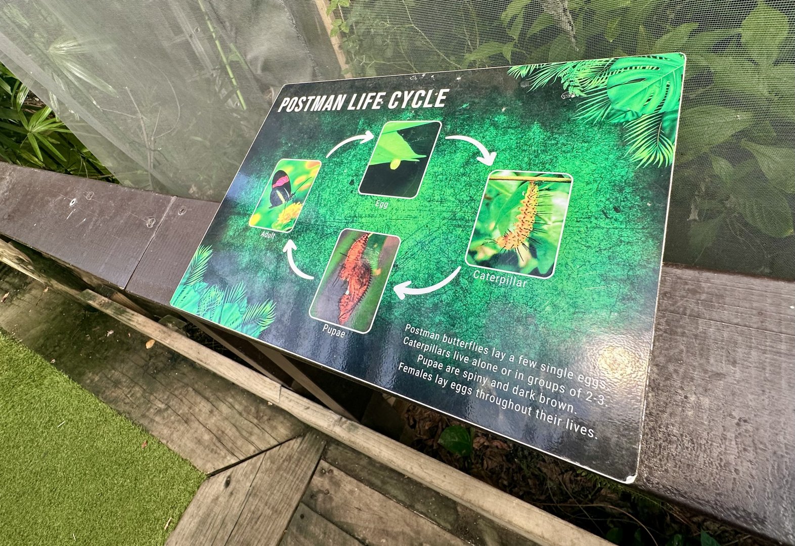 Postman Butterfly Lifecycle Signage