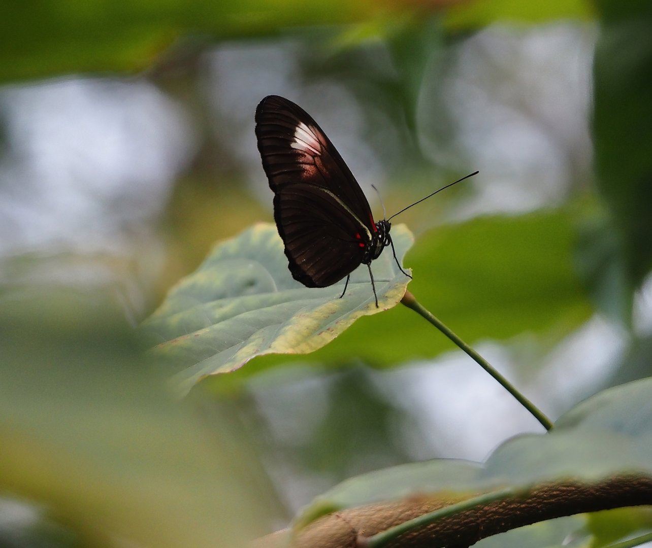 Postman (Heliconius melpomene), 2025-05-17