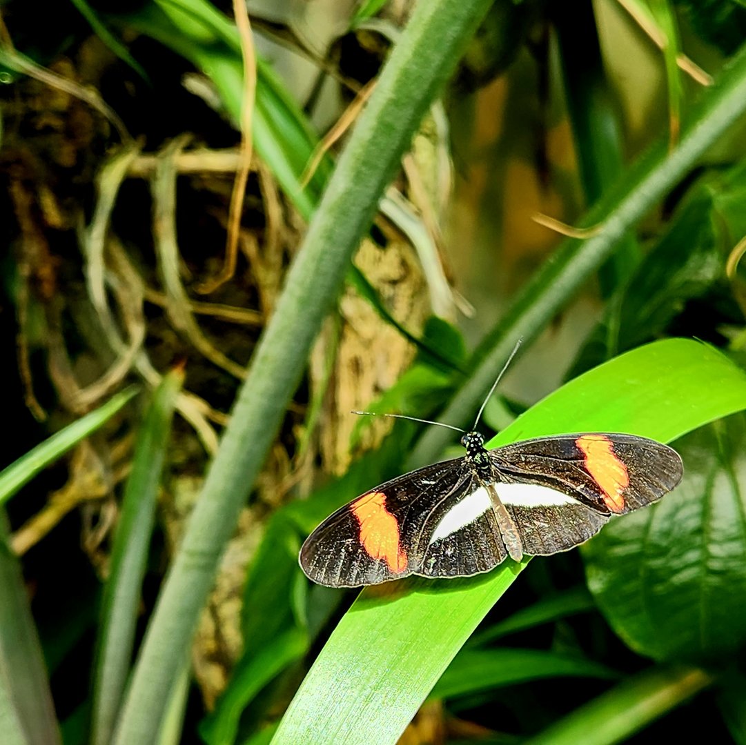 Postman (Heliconius melpomene)