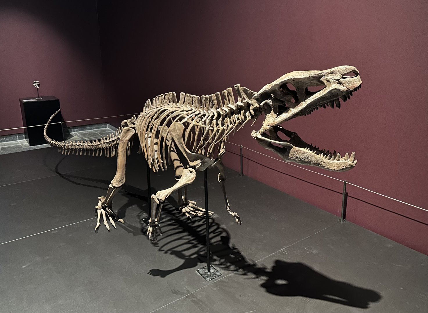 Postosuchus kirkpatricki (skeleton)