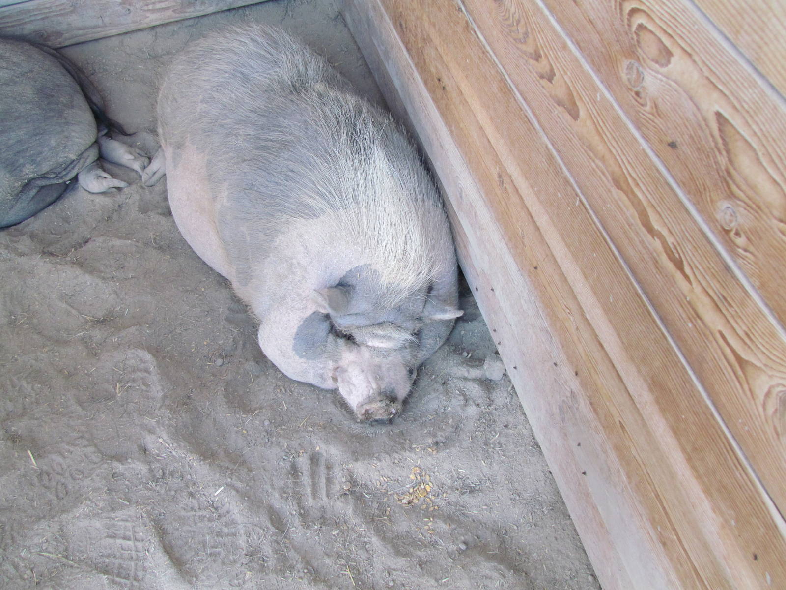 Pot-bellied Pig (an understatement!)