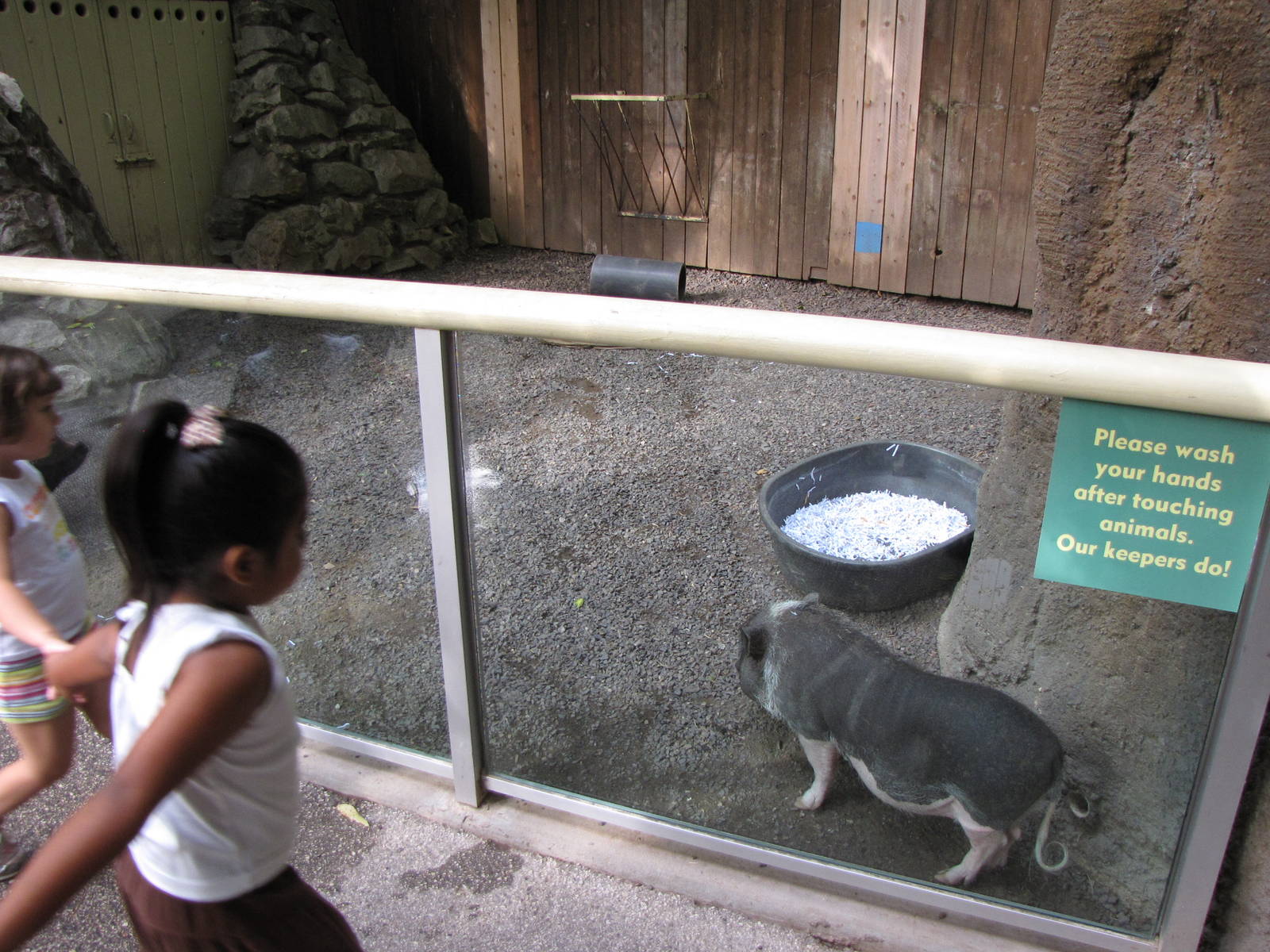 Pot-bellied Pig - Children's Zoo