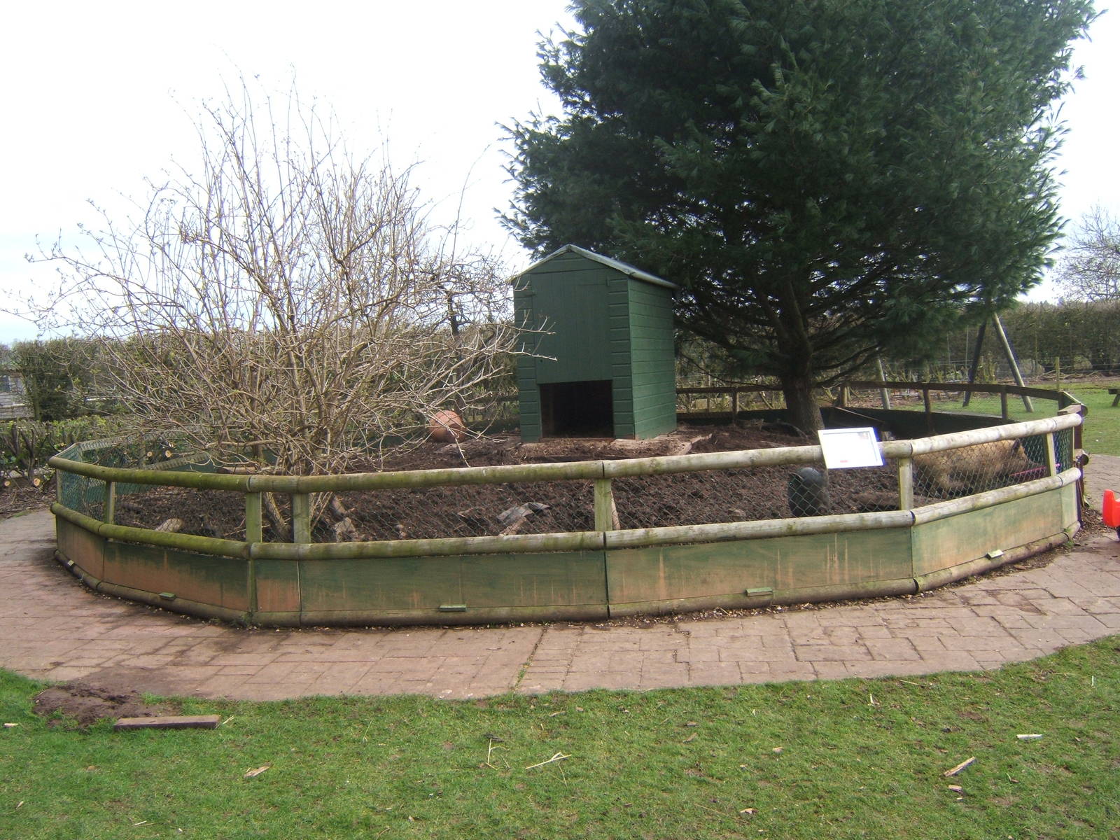 Pot-bellied Pig enclosure