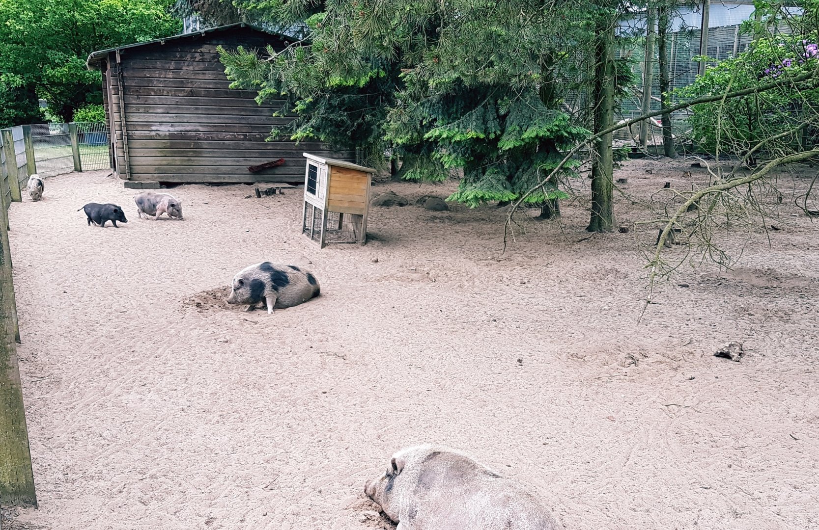 Pot-bellied pig enclosure