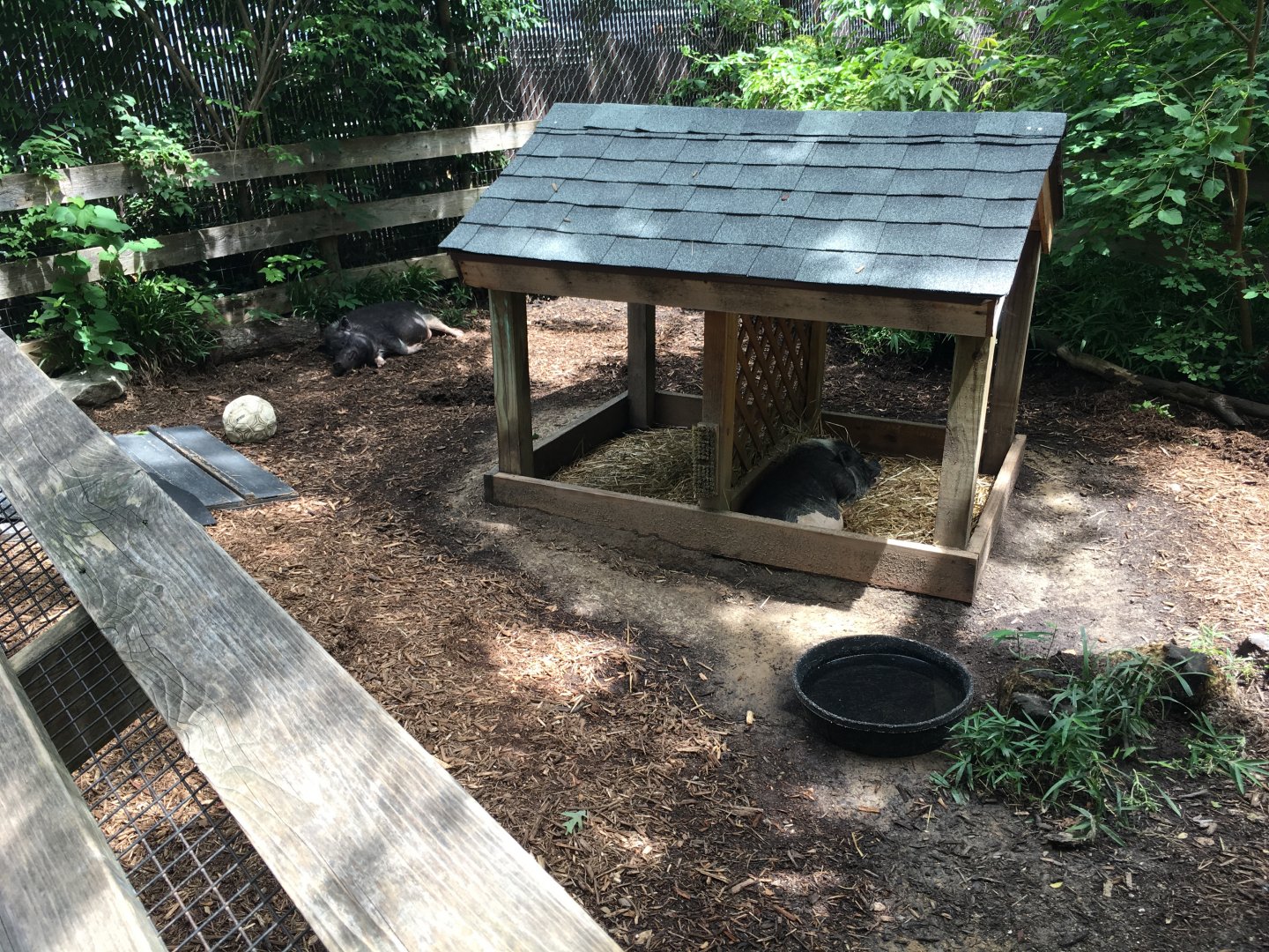 Pot-Bellied Pig Exhibit