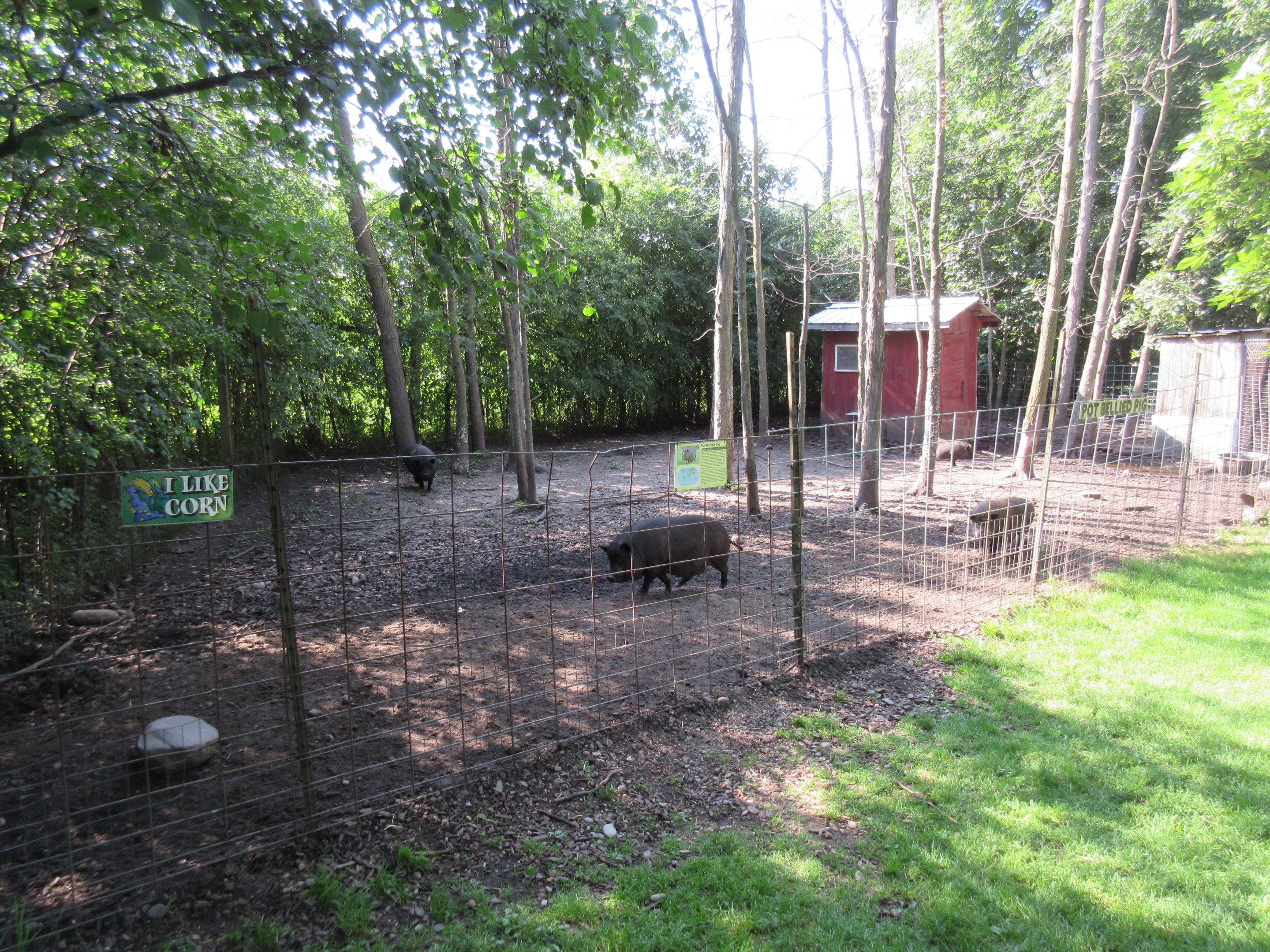 Pot-bellied Pig Exhibit