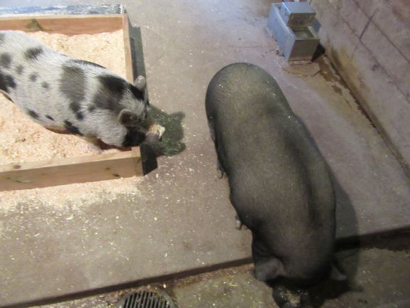 Pot-Bellied Pig Exhibit