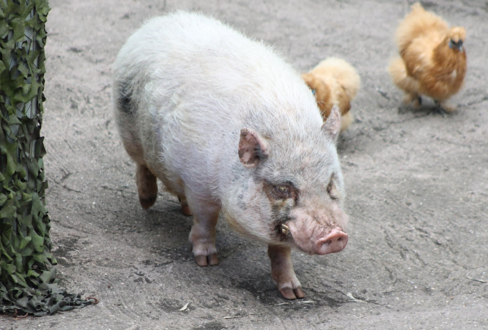 Pot-bellied pig in the Animal-show