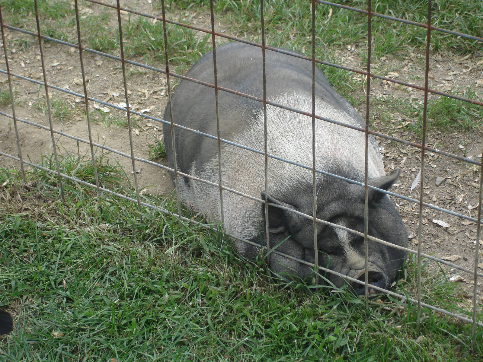Pot Bellied Pig